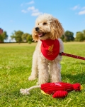 Liverpool hotsell dog bandana