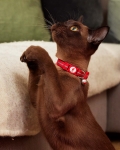 LFC Cat Collar