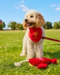 LFC Reversible Pet Bandana